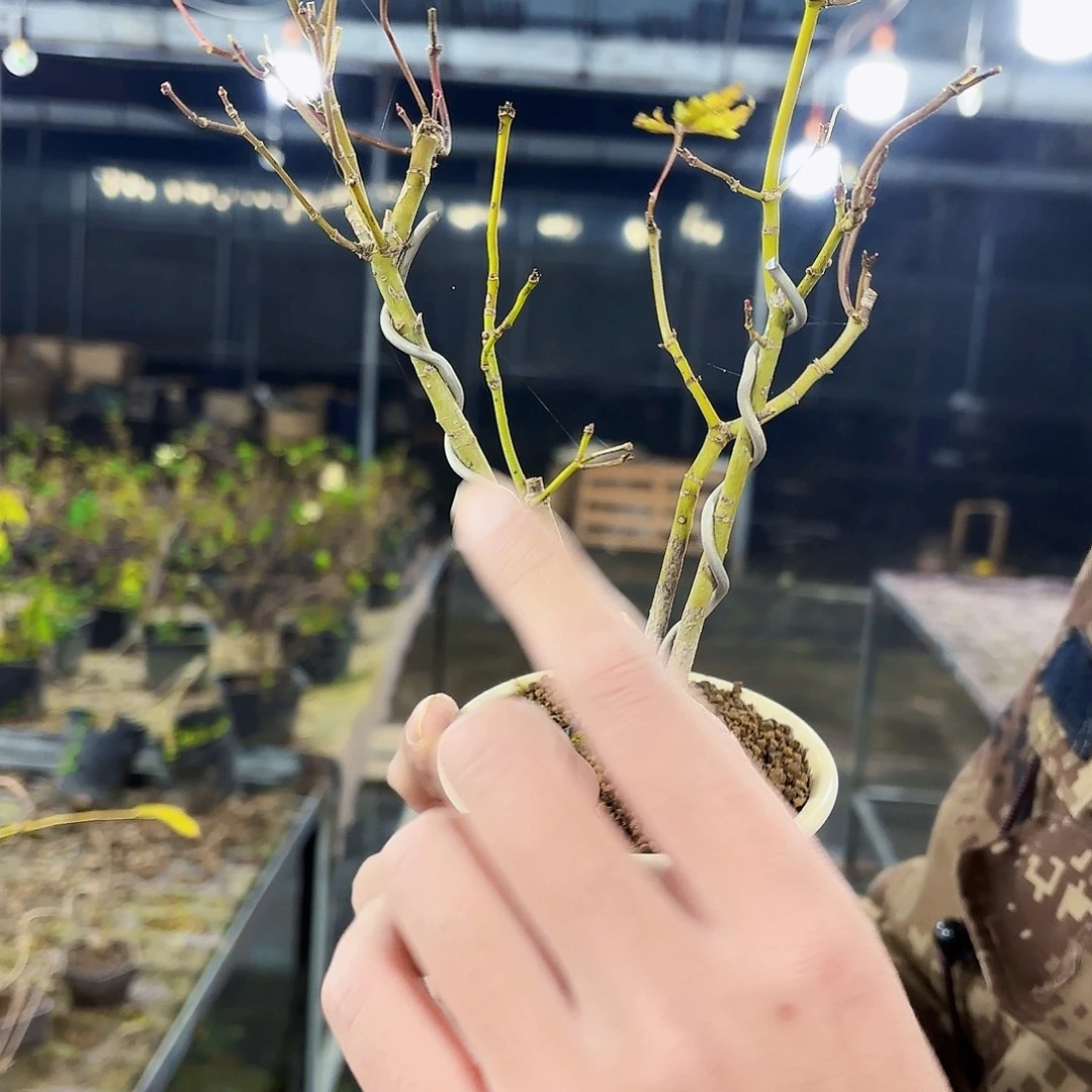 阿***哥无花朵白盆丛林山红叶