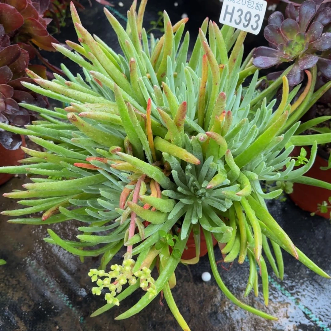 393多肉植物捧花的