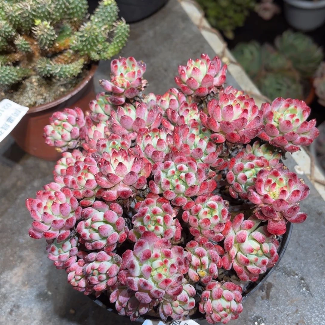 同温层多多肉蓝苹果393