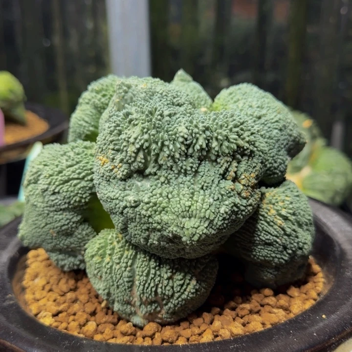 蓝蓝色比熊丸尤怒的天花板