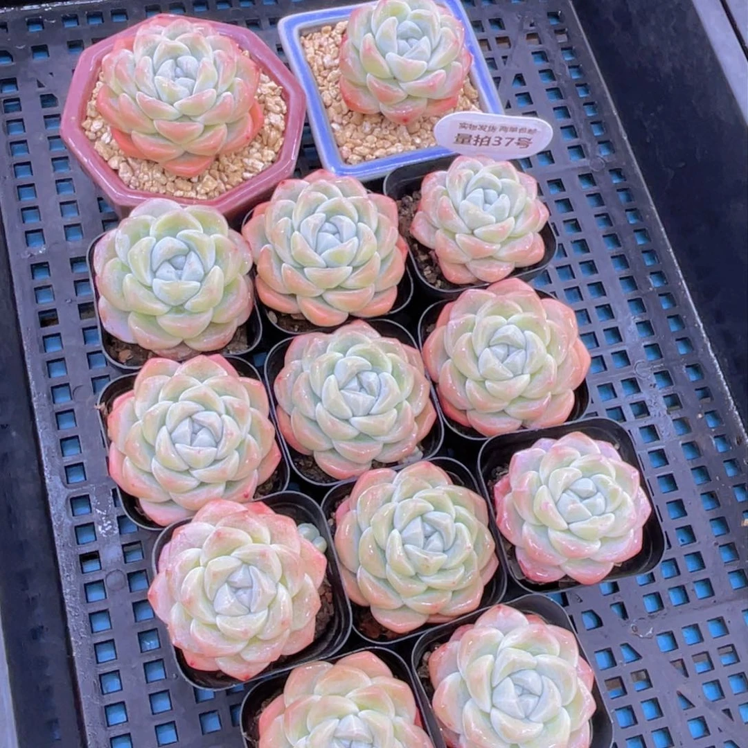 量拍37号奶油凝脂胖冰玉单头一个m