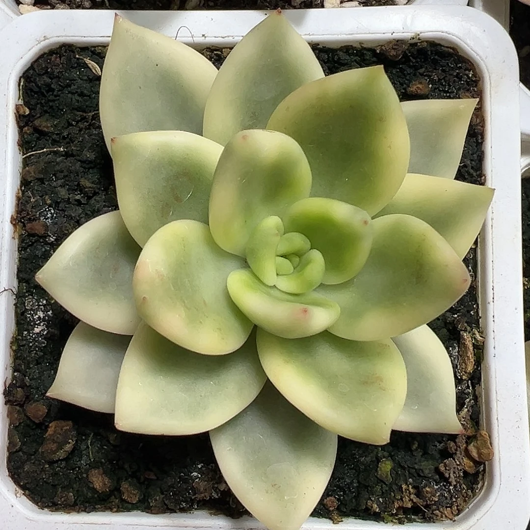 祝之松锦多肉植物