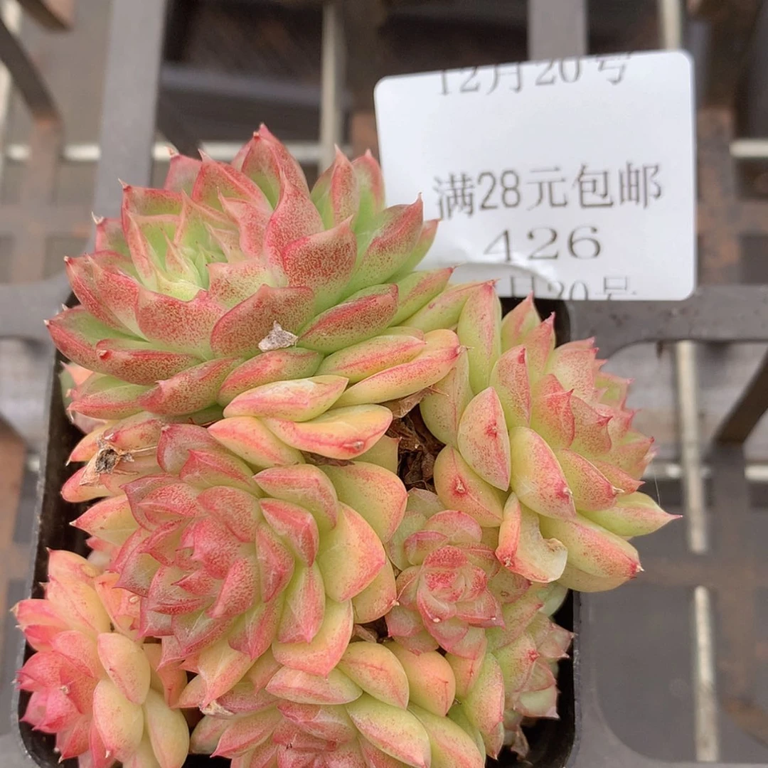 【闪购商品】云426号