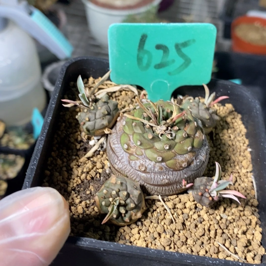 铁步丸多肉植物一个