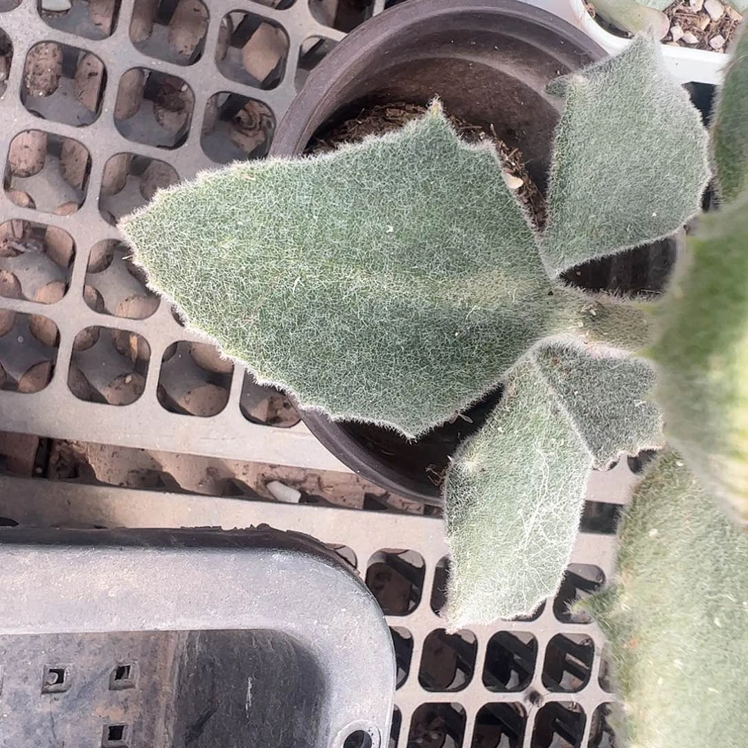 木***塞大兔耳2个多肉植物锦