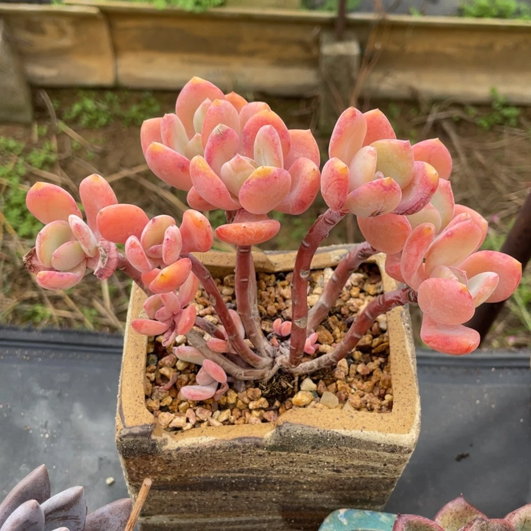 白月光多头老桩群