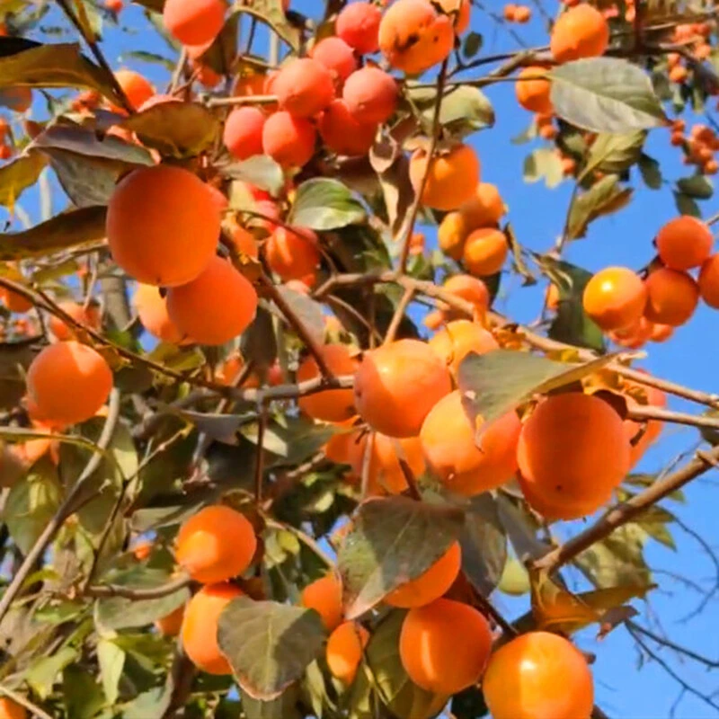 柿子树苗阳丰太秋火晶地栽盆栽嫁接脆甜无核南北方种植