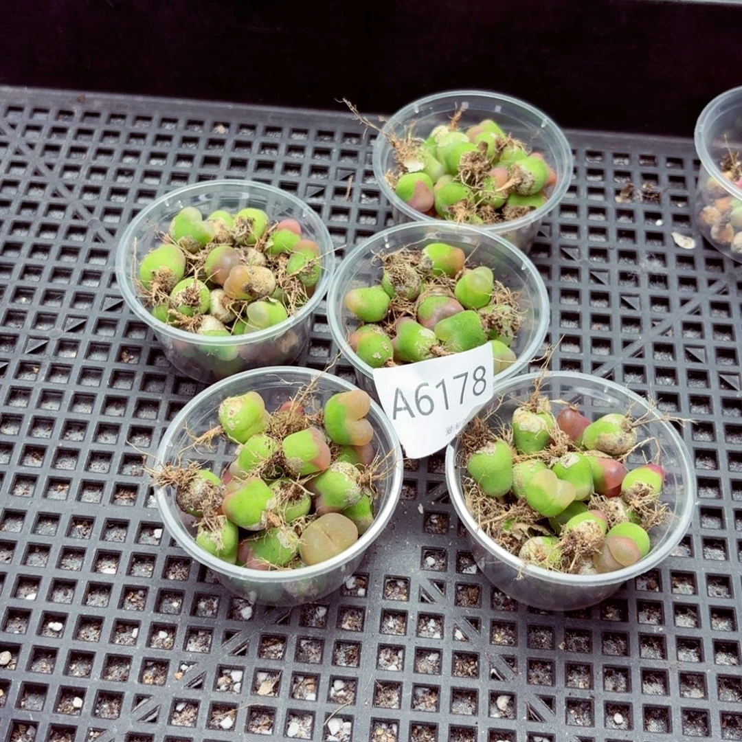6178-量拍随机一盒