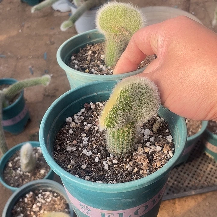 A***娜九尾狐嫁接缀化2个