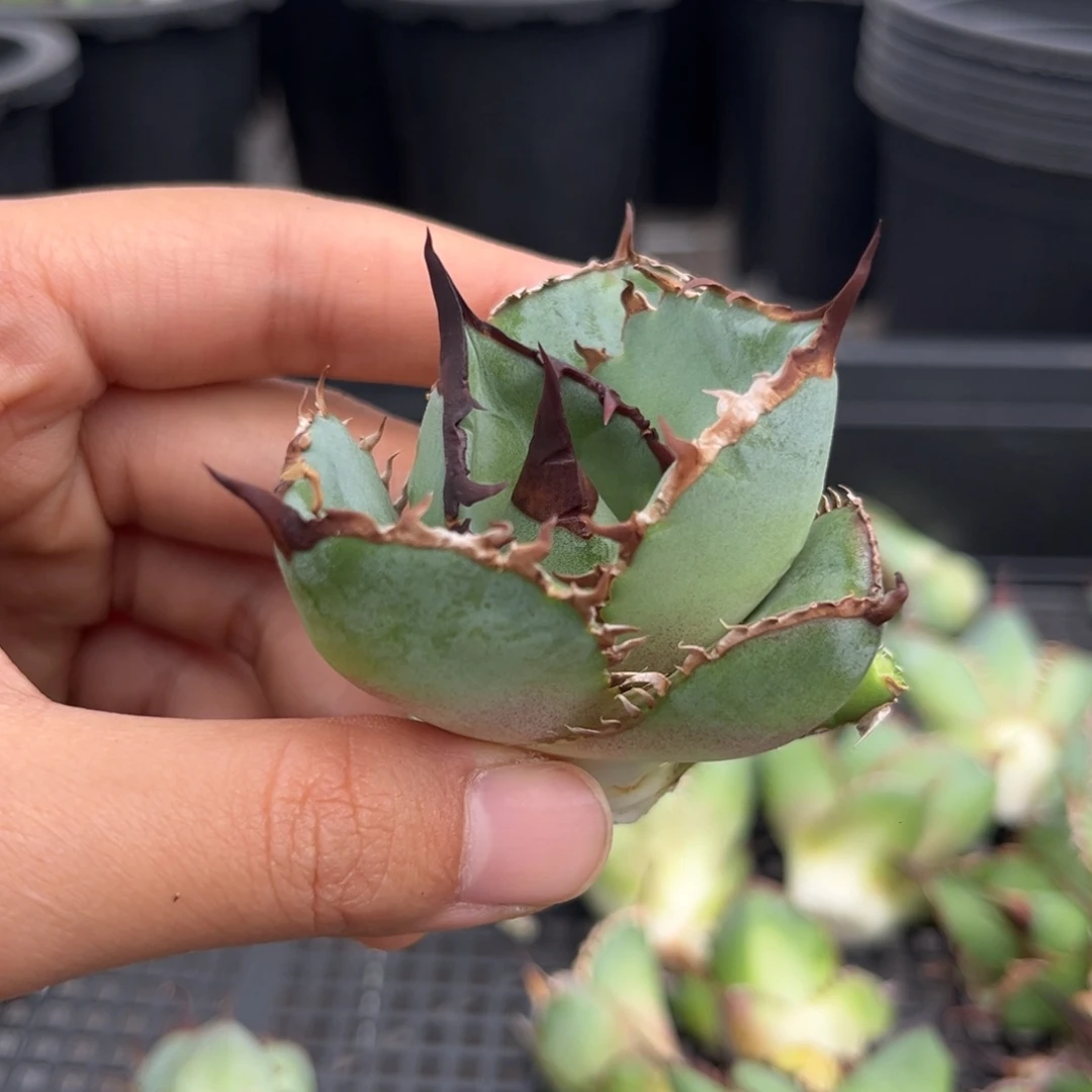 龙舌兰仁王冠芽子