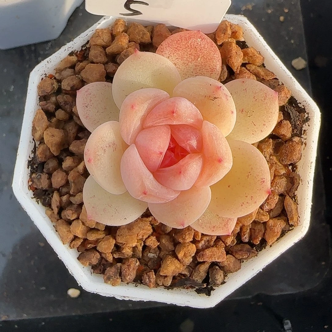 5开播福利甜心121单头