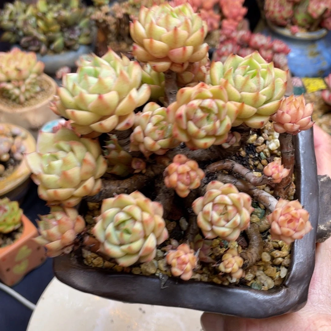 多头老桩本巴蒂斯小叶