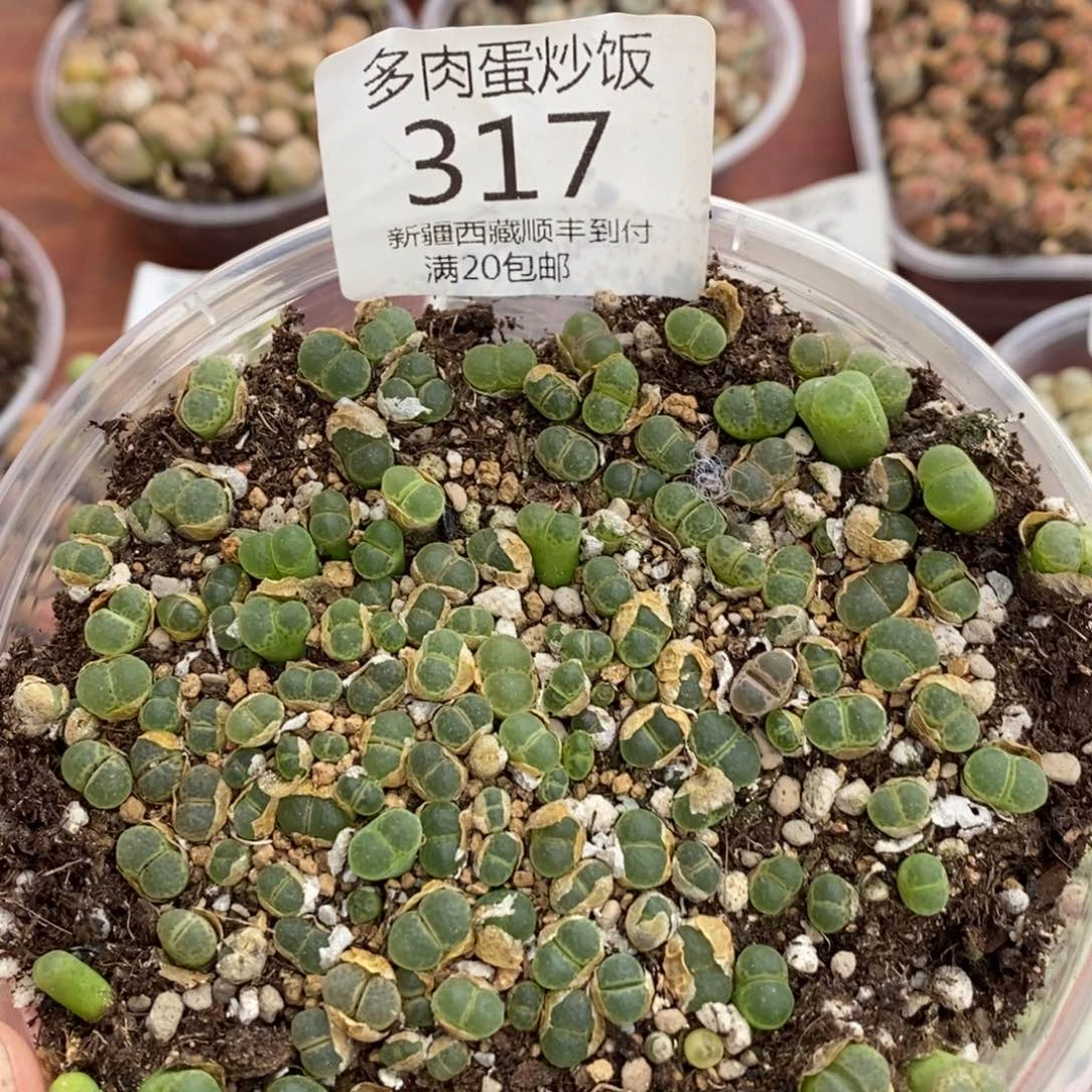 多肉蛋炒饭000317