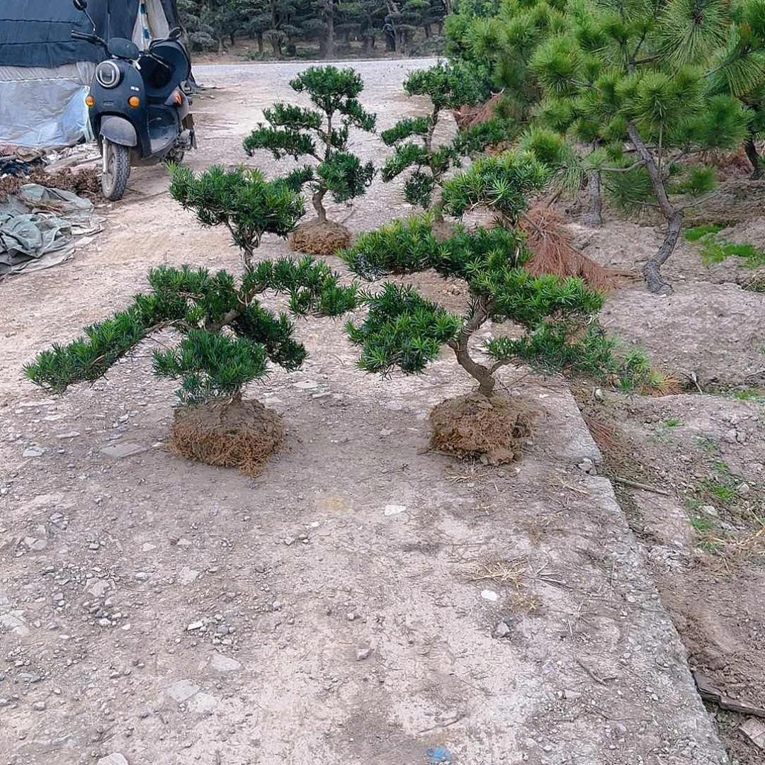 她***。无花朵罗汉松盆景艺术