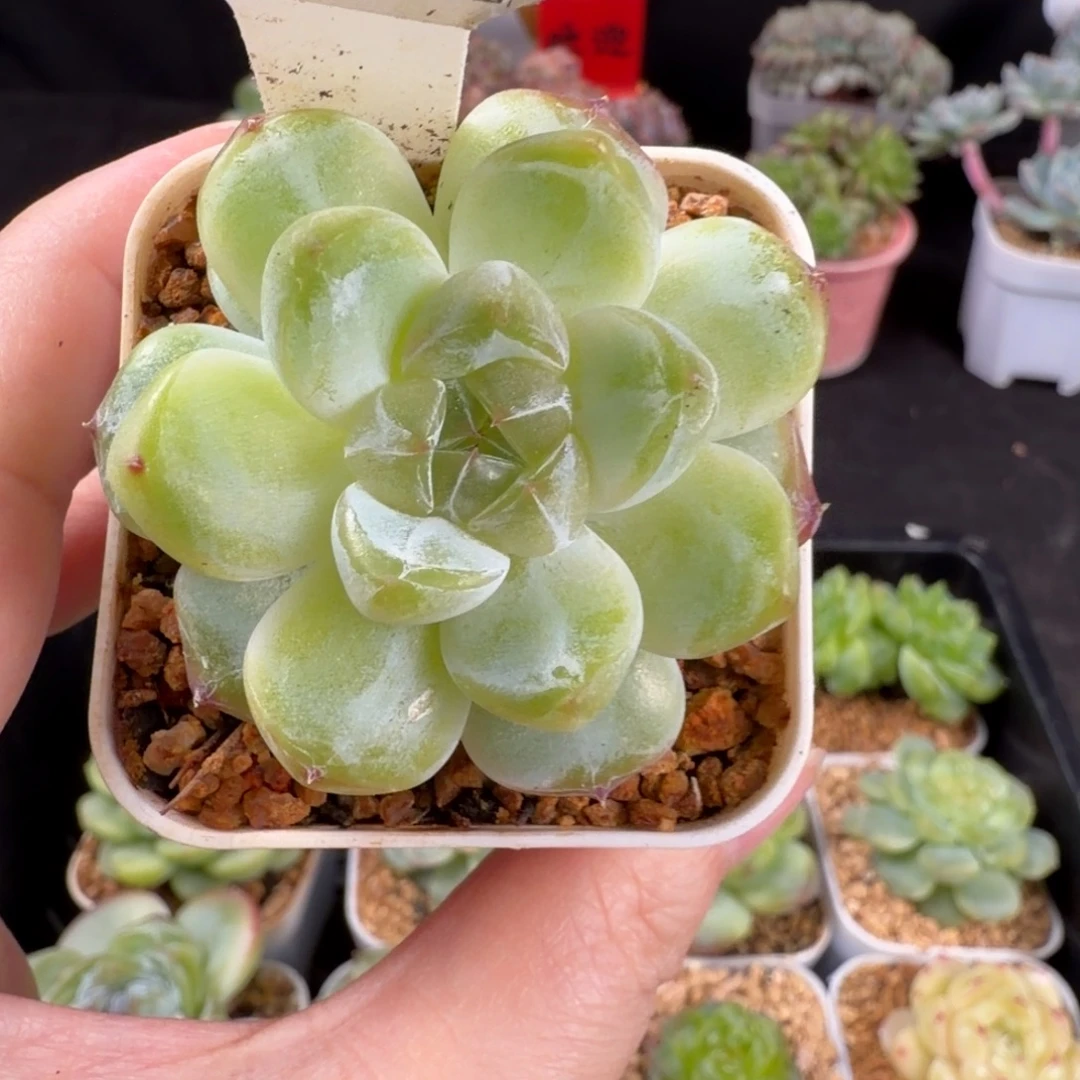 钻珍大白心福利18号