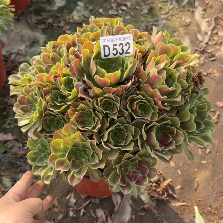 女巫中班……多肉植物……