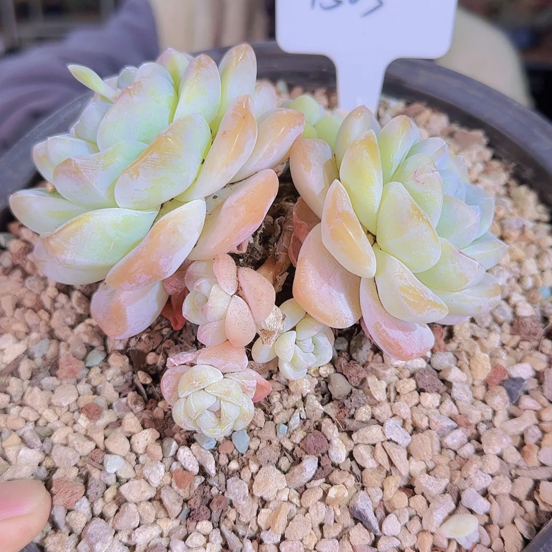 1503号冰玉38.8      肉