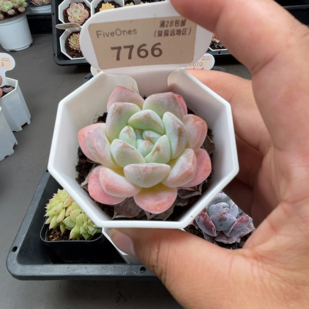 7766琥珀 4.5厘米