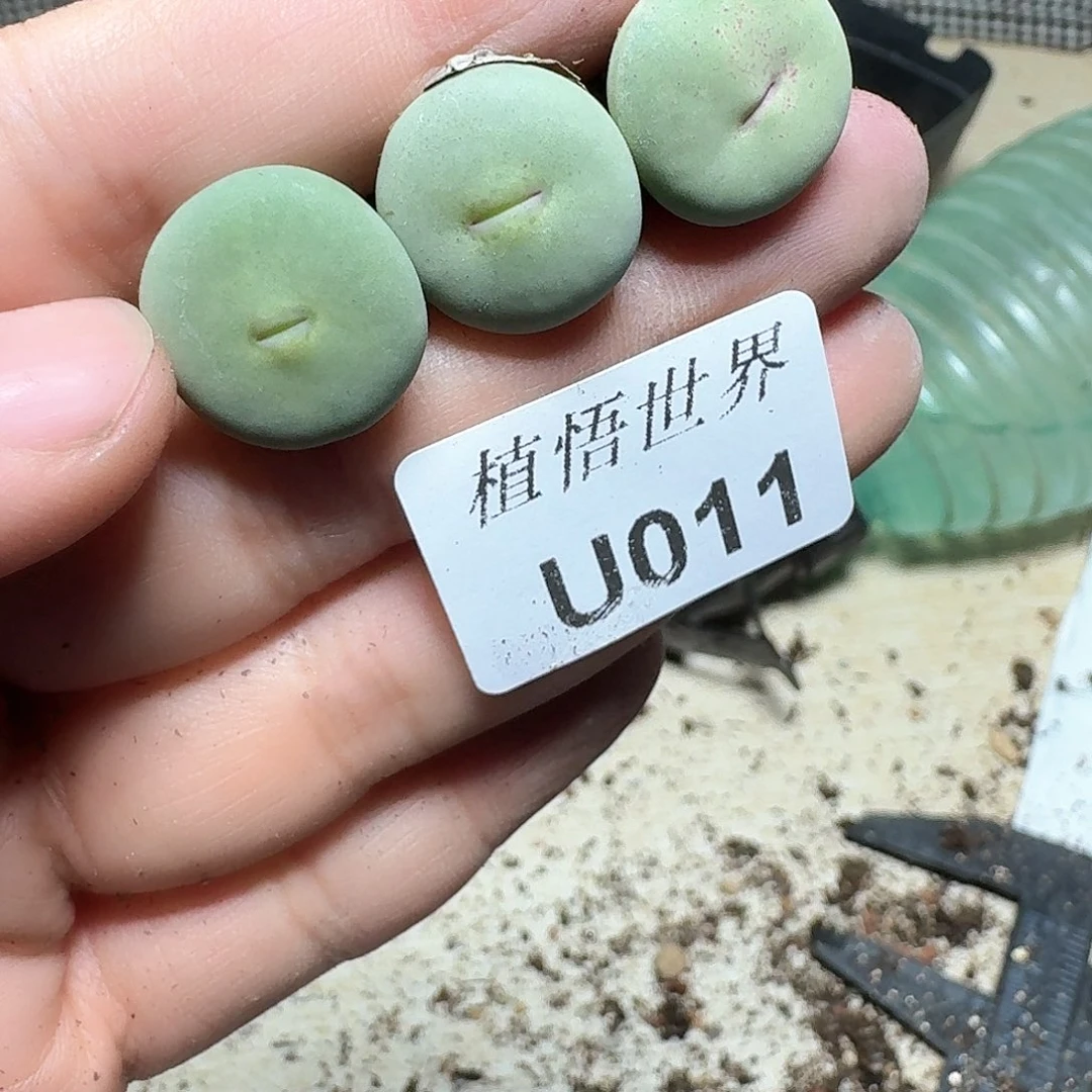 011盒多肉植物哇d f