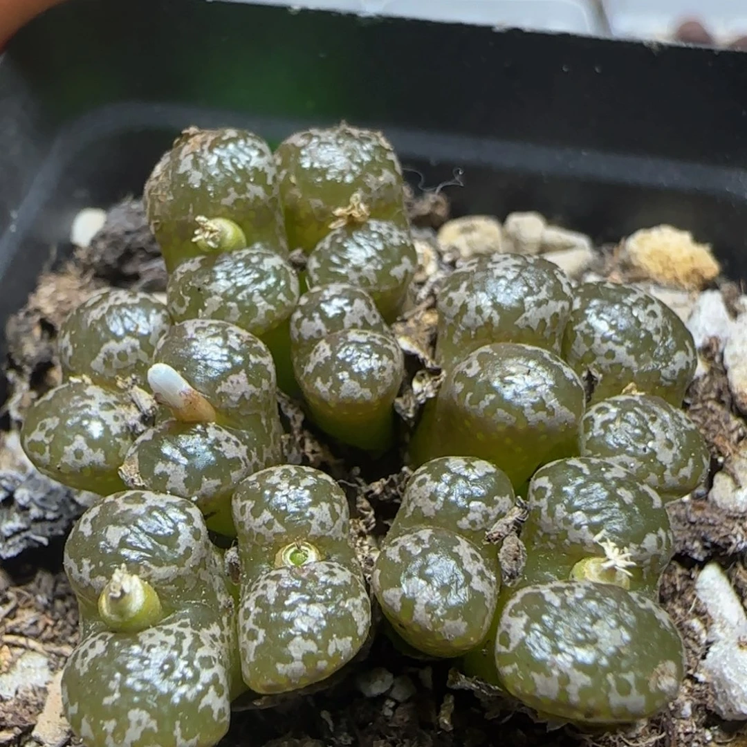 漂漂亮亮多肉植物20