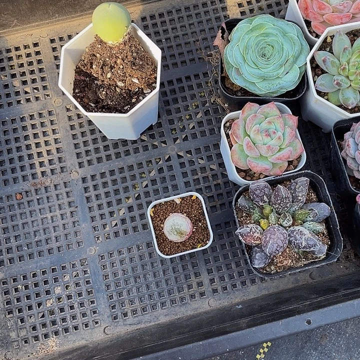 鱼***漫32号筐带盆土发货