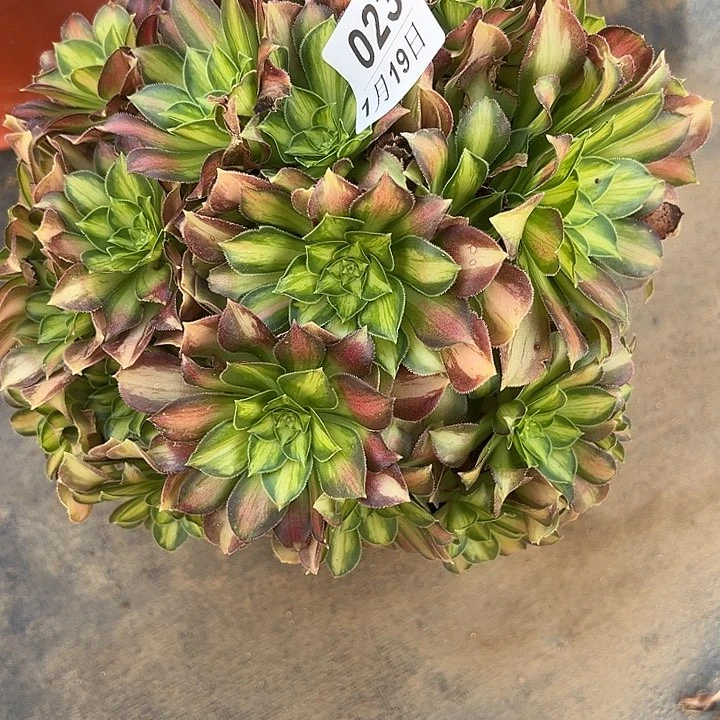 1.19-23韶华多肉植物