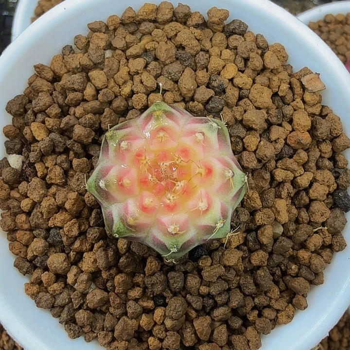 当前无花朵，栽培后可花朵