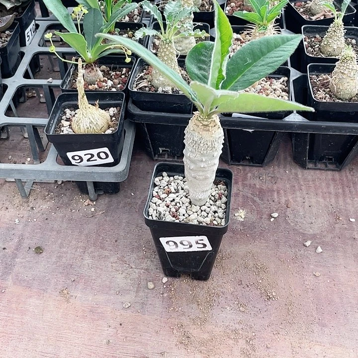 995安卡大戟块根