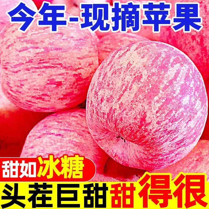 陕西白水红富士苹果水果新鲜脆甜多汁5/10斤当季头茬直发冰糖心