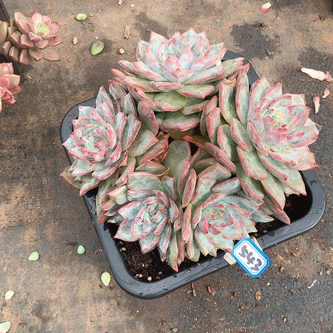 543蓝鸟 一物一拍多肉