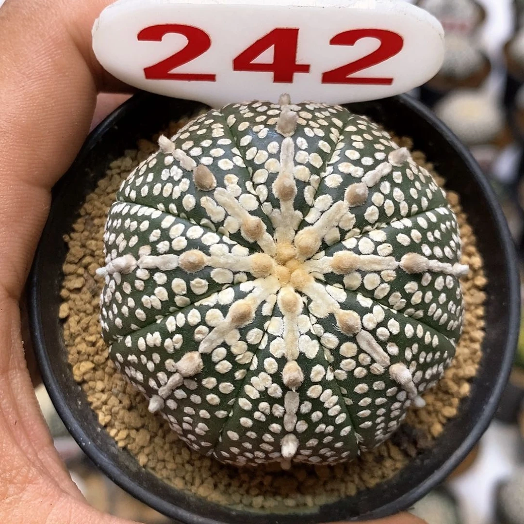 242奇迹福利特价咯