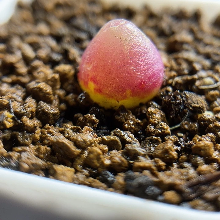 佳人园艺多肉生石花哈默灯泡615