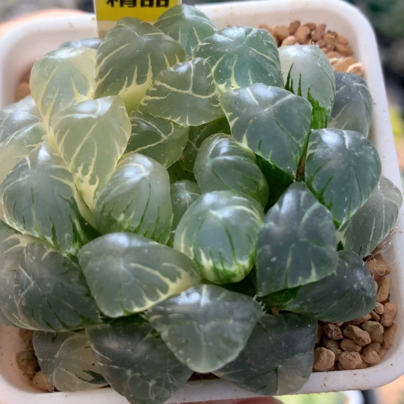 【闪购商品】35实生玉露