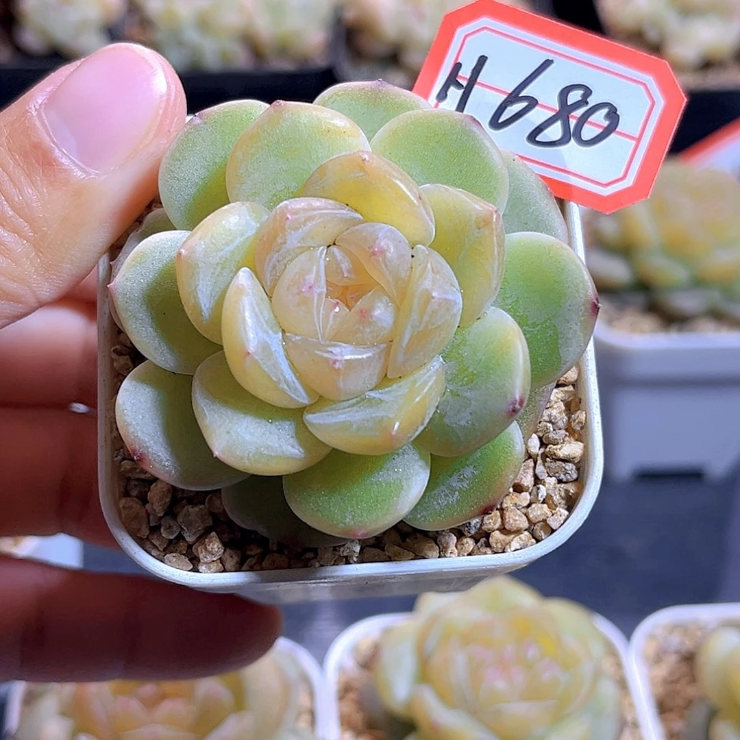 H680 拿铁奶沫 满18包邮