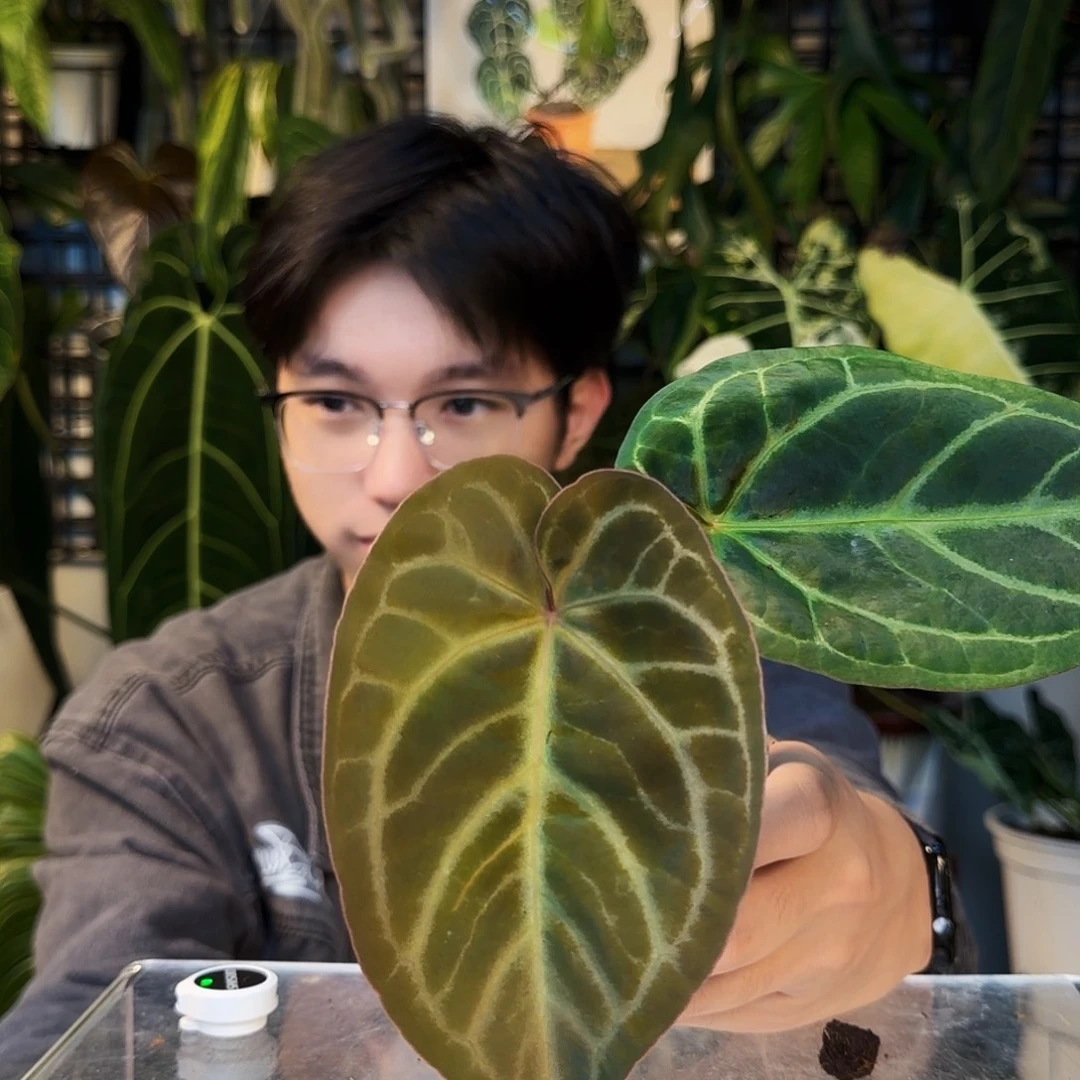 不开花植物H67  华丽杂FTG