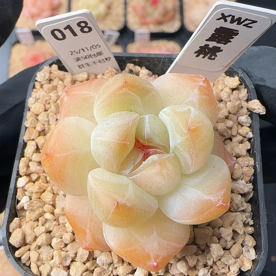 018   露桃  5厘米盆