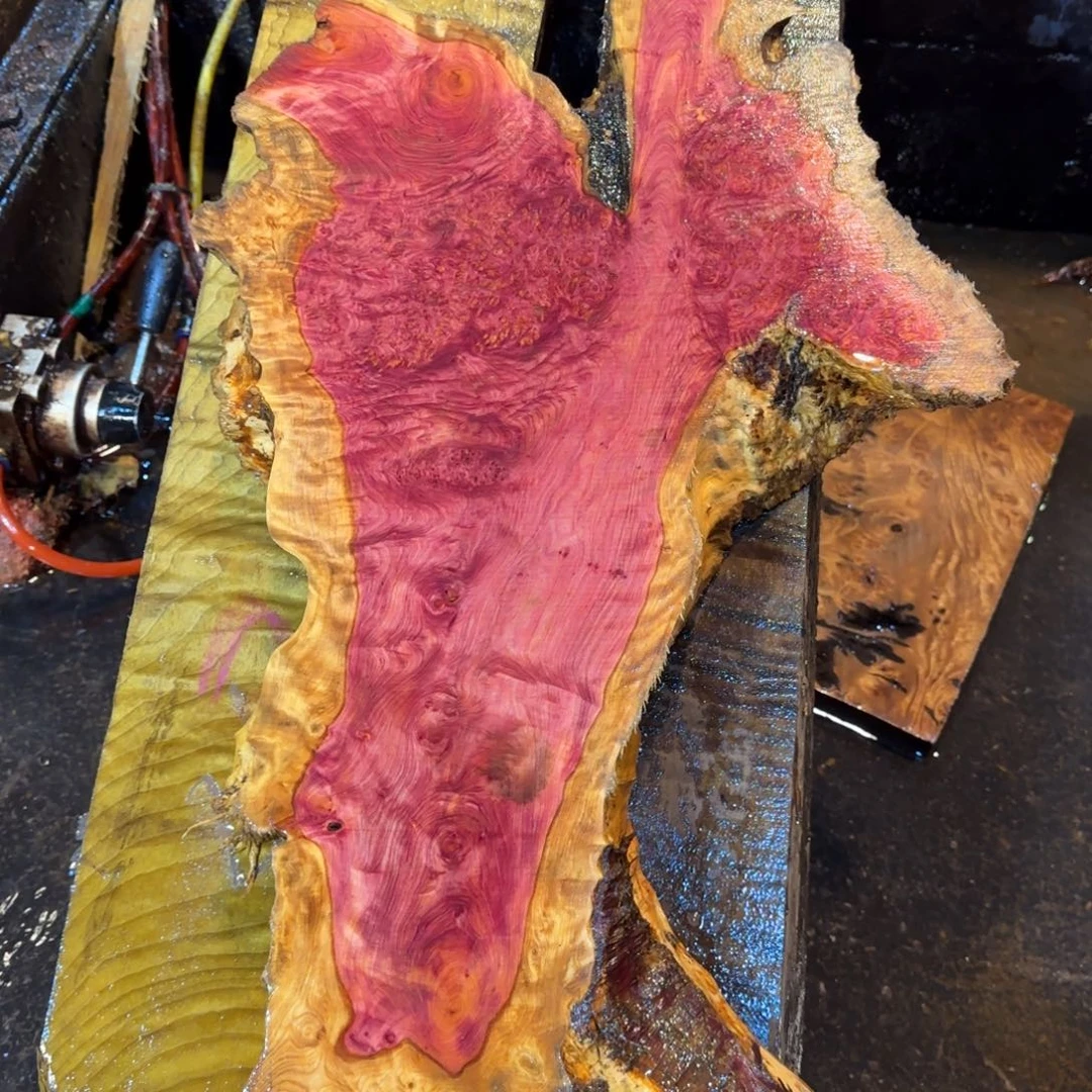 木紫兰树瘤切片料