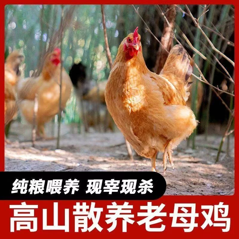 （农村散养1公1母）农村散养草公鸡老母鸡现杀现发带内脏净重5-6斤
