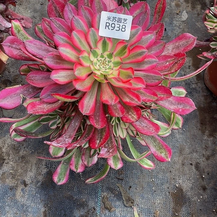 938多肉植物的生长