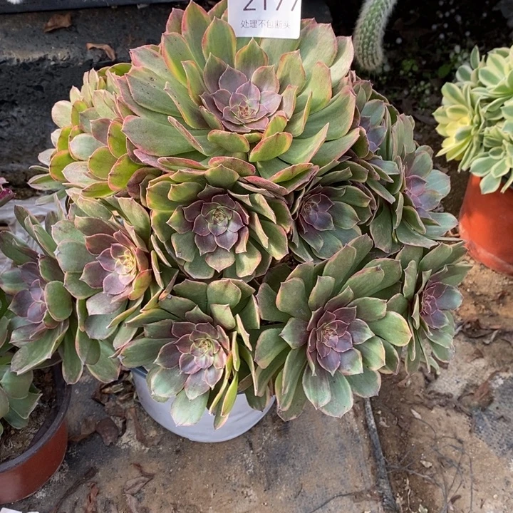 半夏多肉断头不包2177