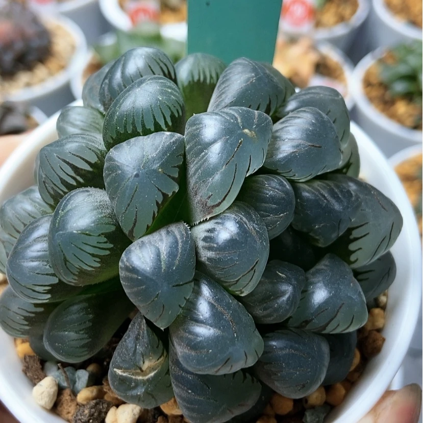 【闪购商品】运****儿双头冰灯166