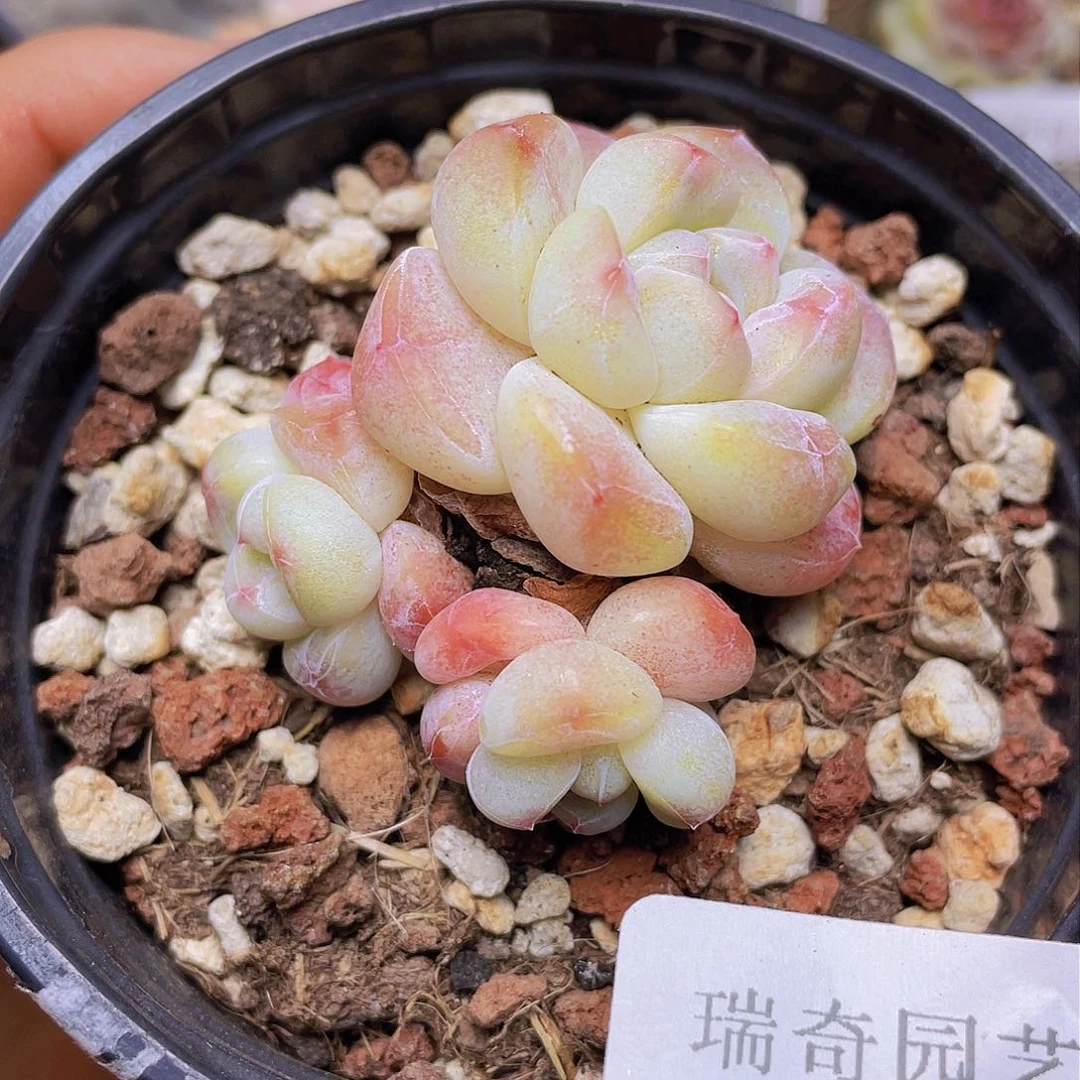 00000000000029量拍