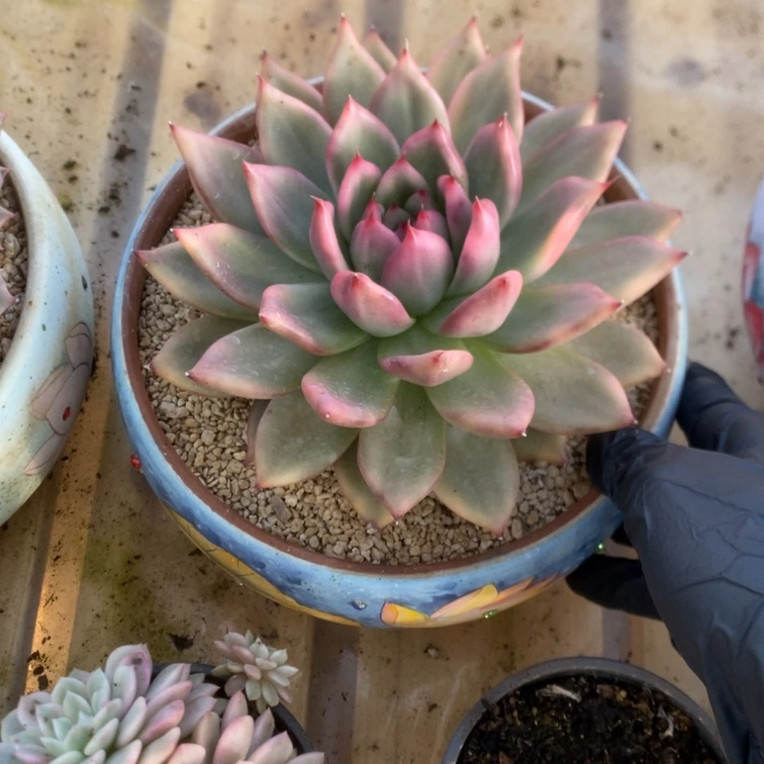 601东云杂锦锦锦锦锦