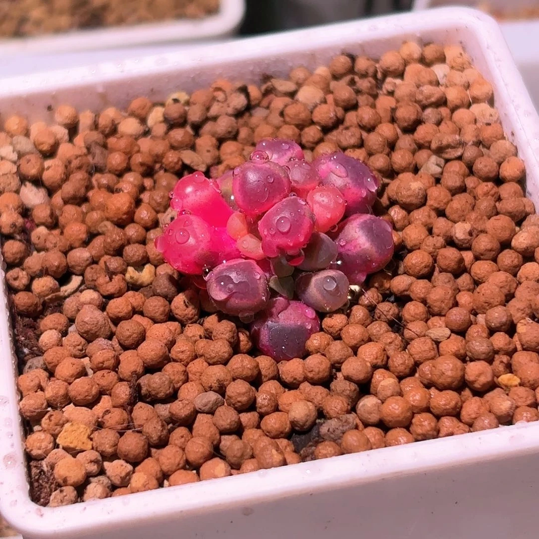 萌*宇128号五十铃玉锦多肉植物锦一物一拍带盆土