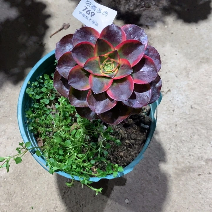 付*喵769魅影多肉植物