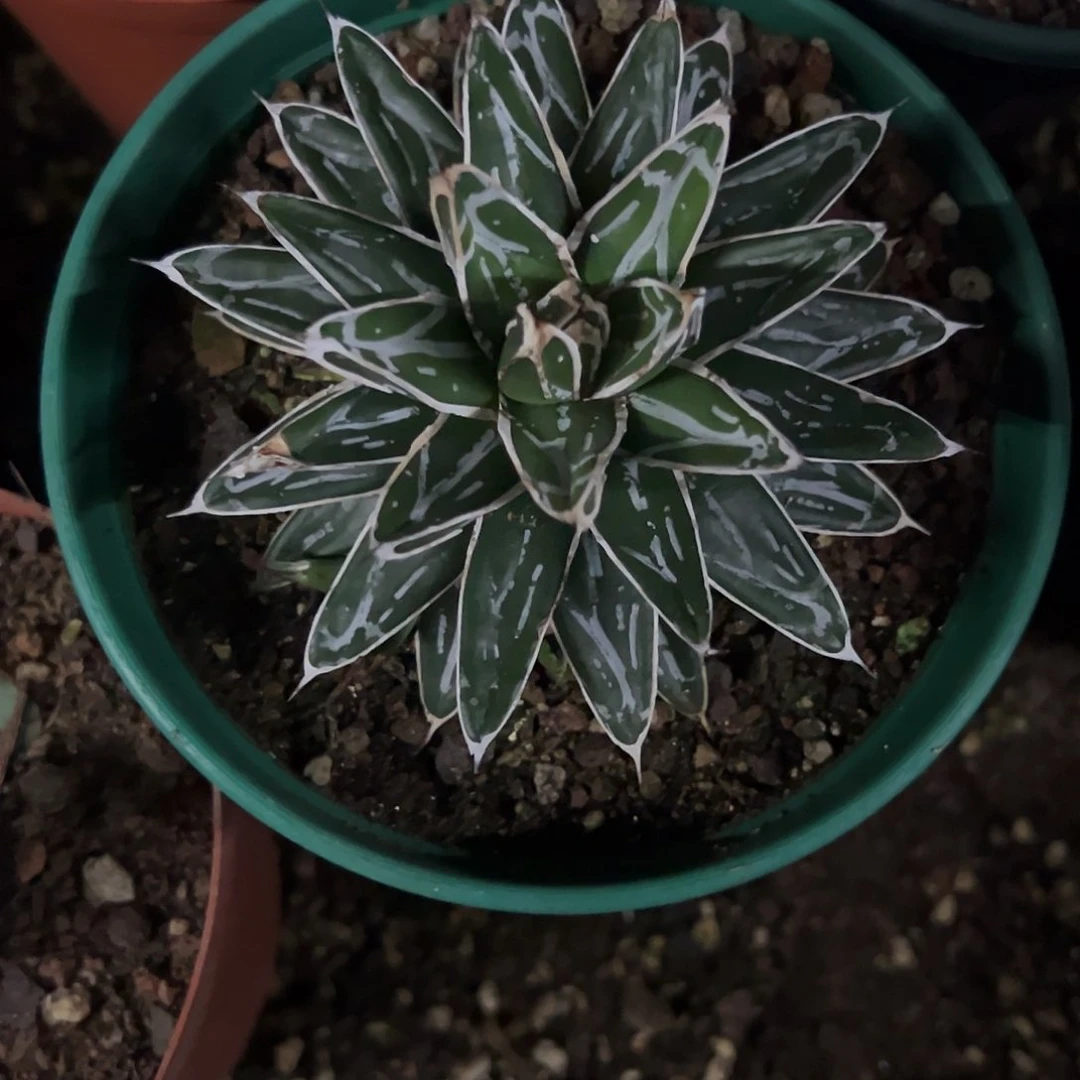 姬浓白屉之雪龙舌兰植物