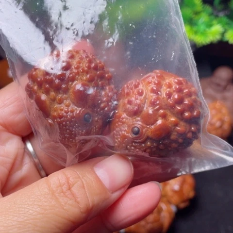 【闪购商品】手串/手链橄榄核35左右金蝉手球