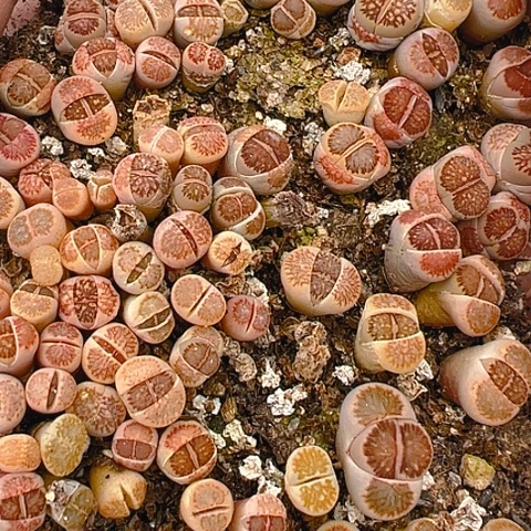 20298团团圆圆呀