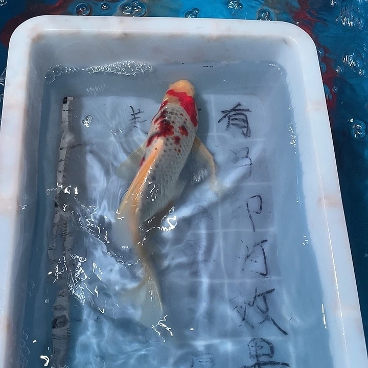 蝴蝶鲤鱼渔场直发57