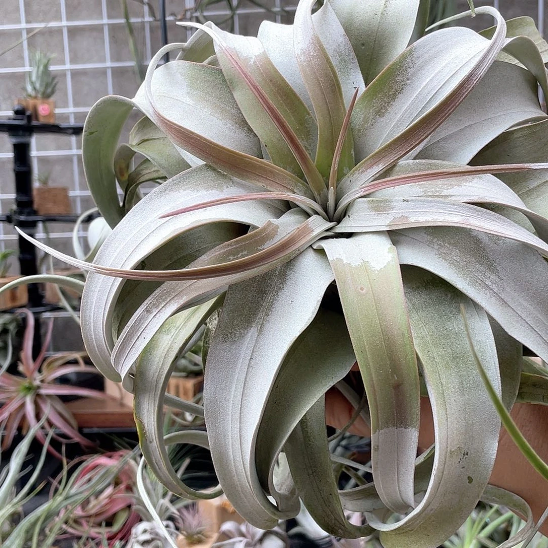 五***芒霸王79号空气凤梨